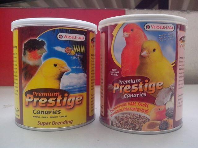 Lovebird Pasjo duda tangguh