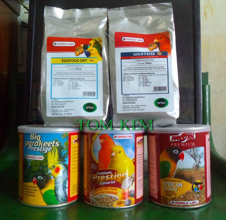 Lovebird Pasjo duda tangguh