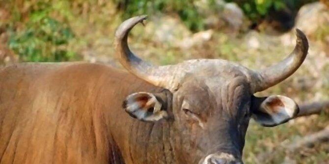 5 Tradisi kejam yang dilakukan pada binatang