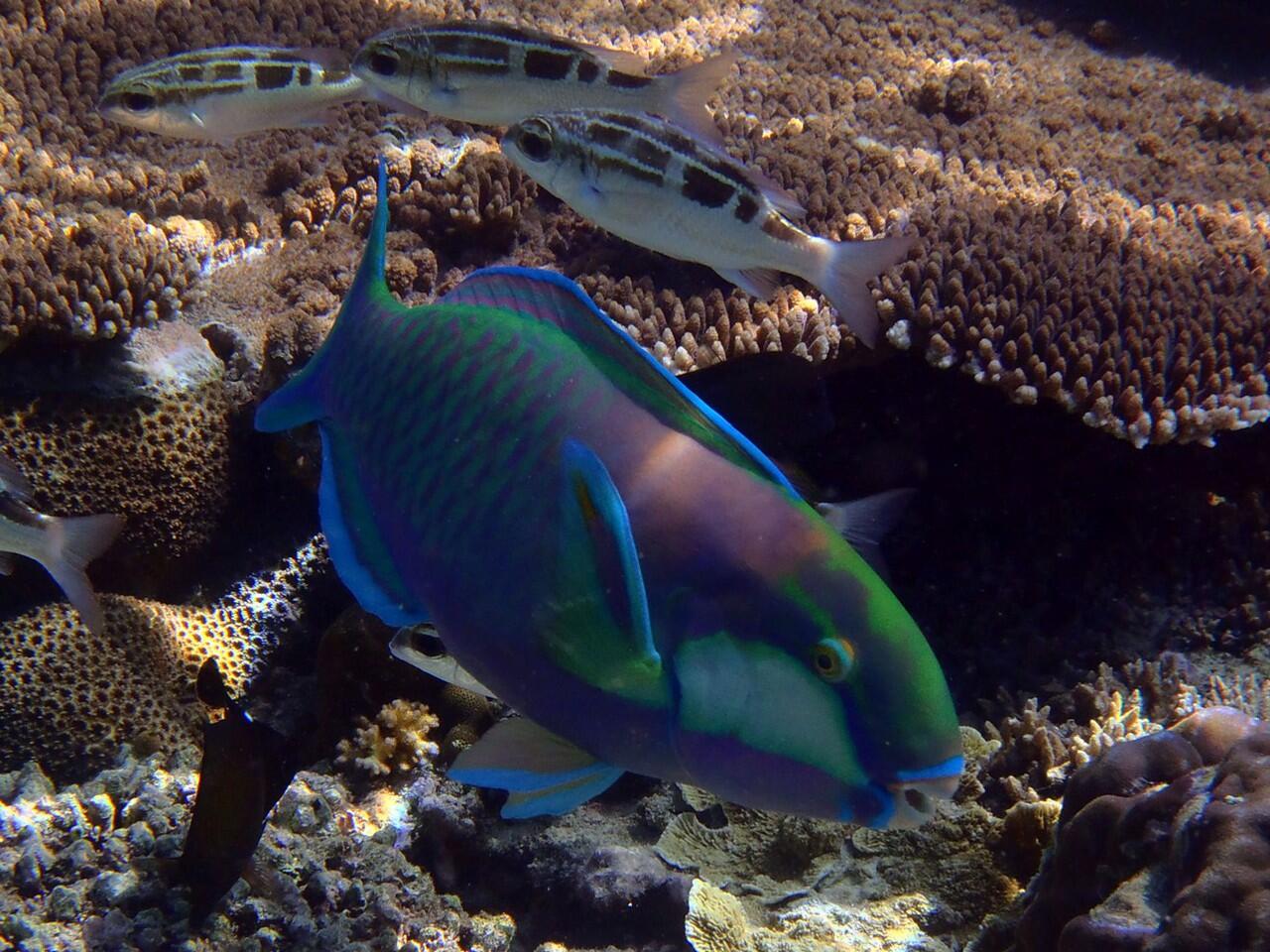 Snorkeling di Pulau Menjangan Bali Barat