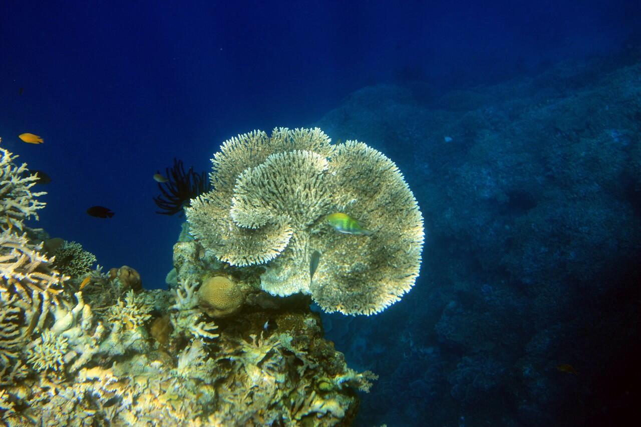 Snorkeling di Pulau Menjangan Bali Barat