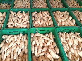 Suplayer Ubi Cilembu - Saung Inspirasi Group