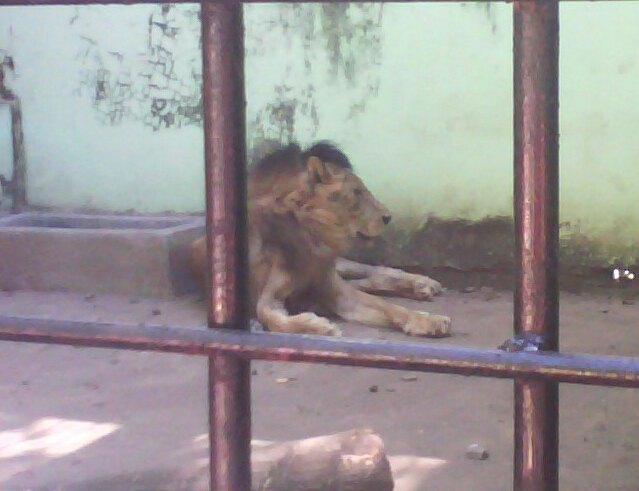 &#91;Taman Satwa Jurug&#93; Singa TSTJ Solo Mati