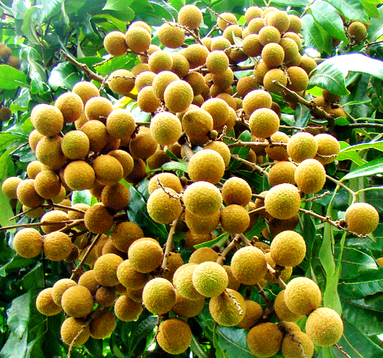terjual jual bibit buah kaskus terjual jual bibit buah kaskus