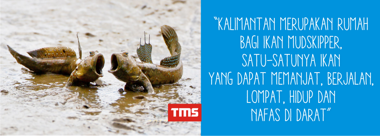 Fakta - Fakta Unik Seputar Kehidupan