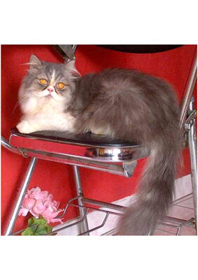 Semi hibah Persia Flatnose