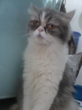 Semi hibah Persia Flatnose