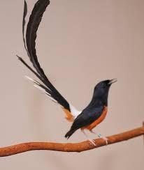 Tips Cara Merawat Burung Murai Batu Agar Cepat Gacor Dan Jadi Jawara Kontes