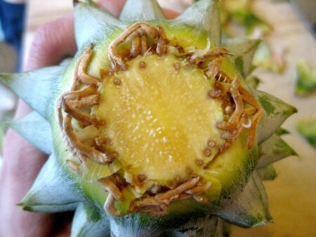 Tip Menumbuhkan Nanas Yang Dibeli Dari Pasar