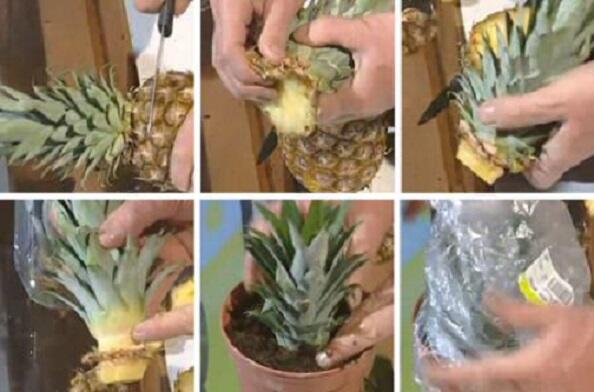 Tip Menumbuhkan Nanas Yang Dibeli Dari Pasar