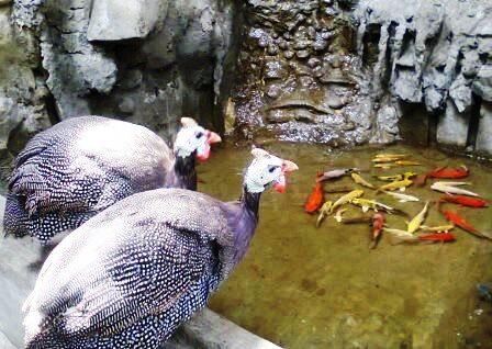 ADA SANGKAR BURUNG JATI UKIR, TIMBUL 3 Dimensi di ..... Purworejo. 