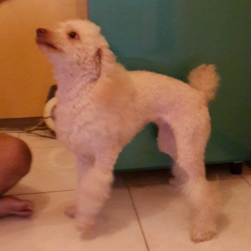 Terjual Di Jual Anjing Miniature Poodle Apricot Betina 12 Bln Lucu