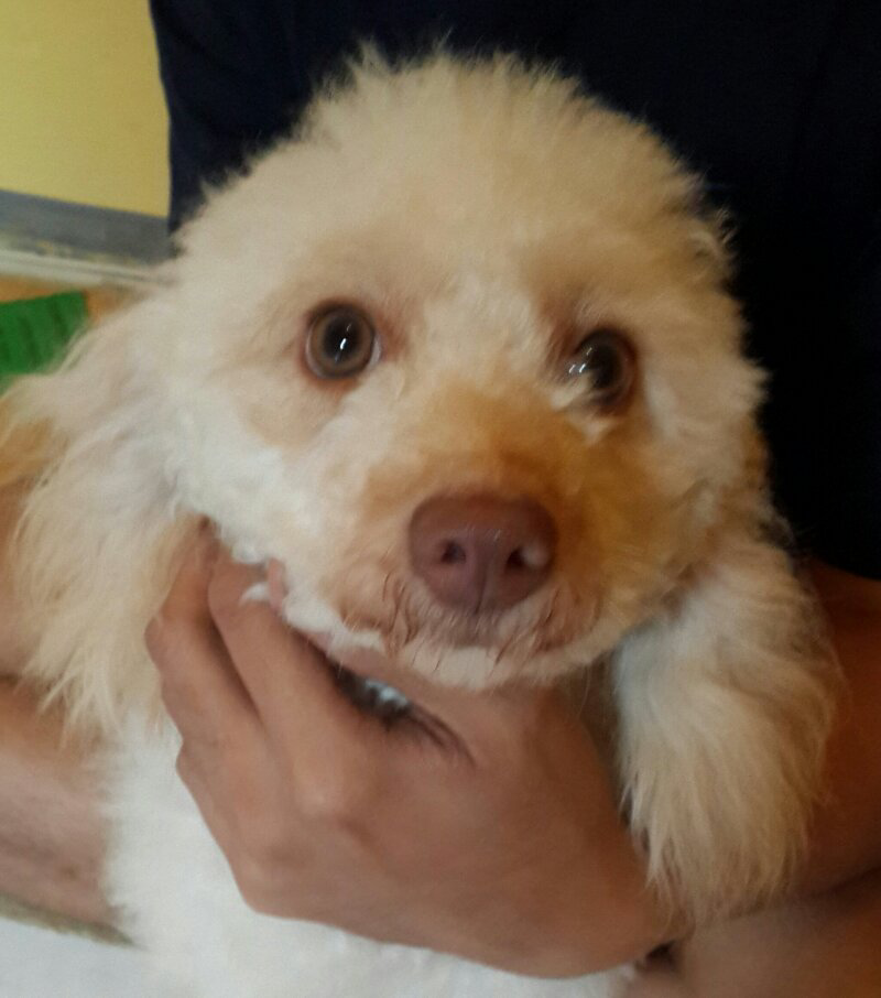 Terjual Di Jual Anjing Miniature Poodle Apricot Betina 12 Bln Lucu