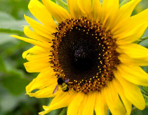 jual Bermacam jenis Bibit Bunga Matahari( sunflower seed) autumn beauty, hopi, mammot