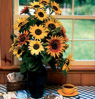 jual Bermacam jenis Bibit Bunga Matahari( sunflower seed) autumn beauty, hopi, mammot