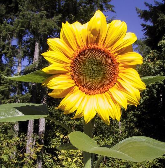 jual Bermacam jenis Bibit Bunga Matahari( sunflower seed) autumn beauty, hopi, mammot