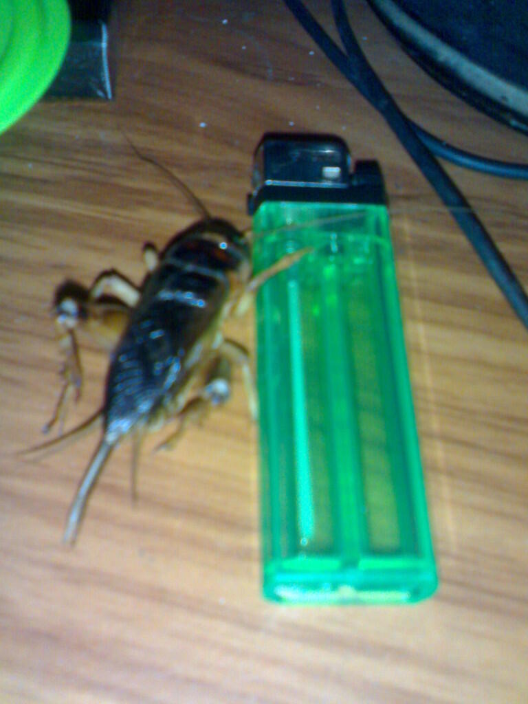 Jangkrik Gede Banget Gan!!!