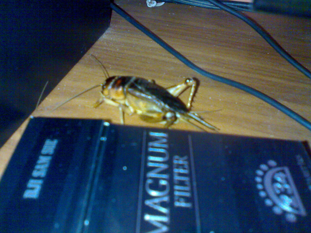 Jangkrik Gede Banget Gan!!!