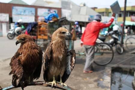 Mengenal dan mengidentifikasi 16 jenis elang di Pulau Jawa
