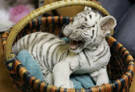 Ramalan Shio versi @Siberiian