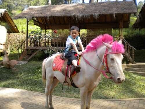 Ramalan Shio versi @Siberiian