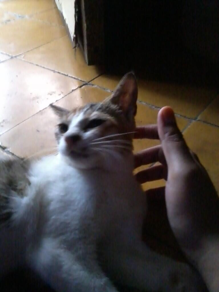 (share) kucing ane