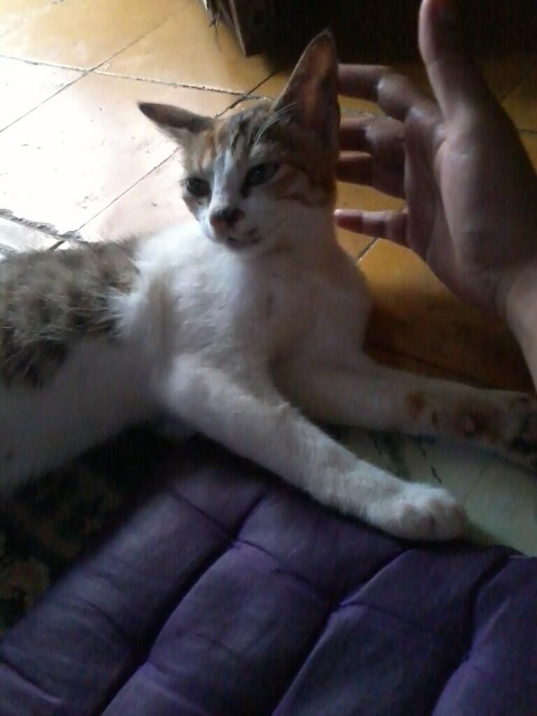 (share) kucing ane