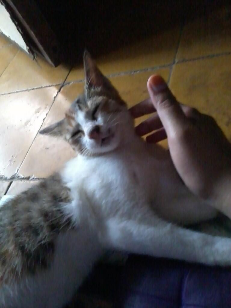 (share) kucing ane