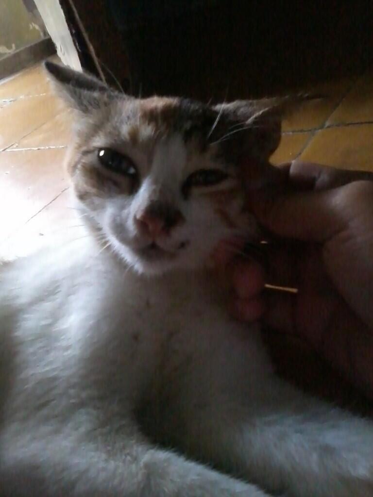 (share) kucing ane