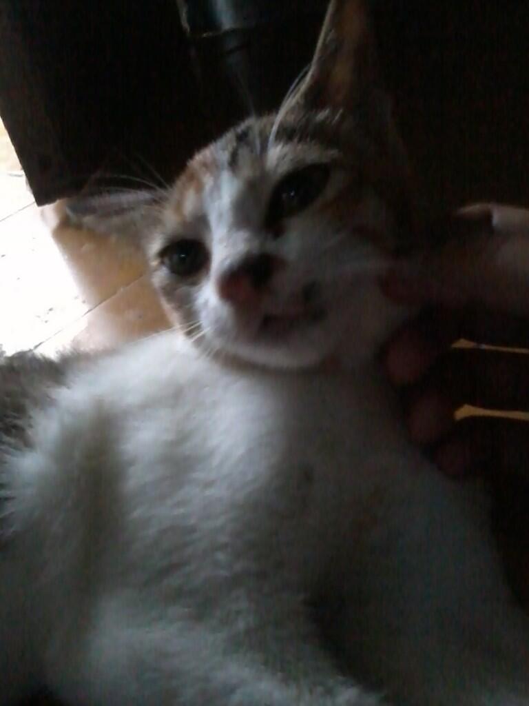 (share) kucing ane