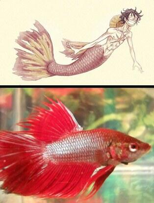Kalau Karakter One Piece Dianalogikan Dengan Ikan