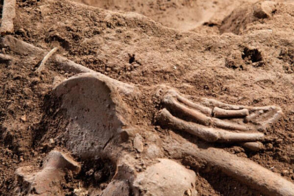 Kalau harus memilih, Anda pilih menjadi Dinosaurus atau Komodo?
