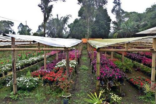 Wisata Kota Tomohon