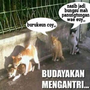 kumpulan meme kucing kocak gan(masuk gan)