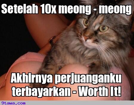 kumpulan meme kucing kocak gan(masuk gan)