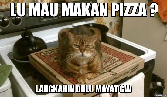 kumpulan meme kucing kocak gan(masuk gan)