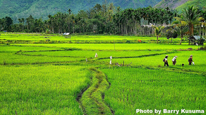 Harau Valley salah satu lembah terindah di Indonesia.