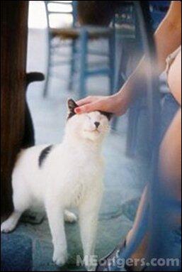 Ajarkan Kucing Merespon Panggilan Namanya&nbsp;