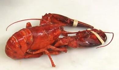 Usaha Budidaya Lobster Air Tawar Skala Rumahan 