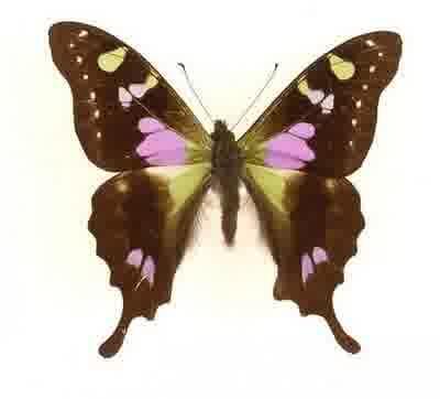 Ini nih kupu kupu yang indah gan.,.,