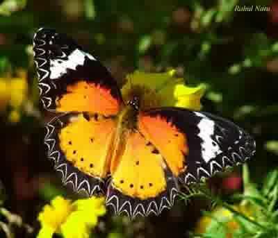 Ini nih kupu kupu yang indah gan.,.,