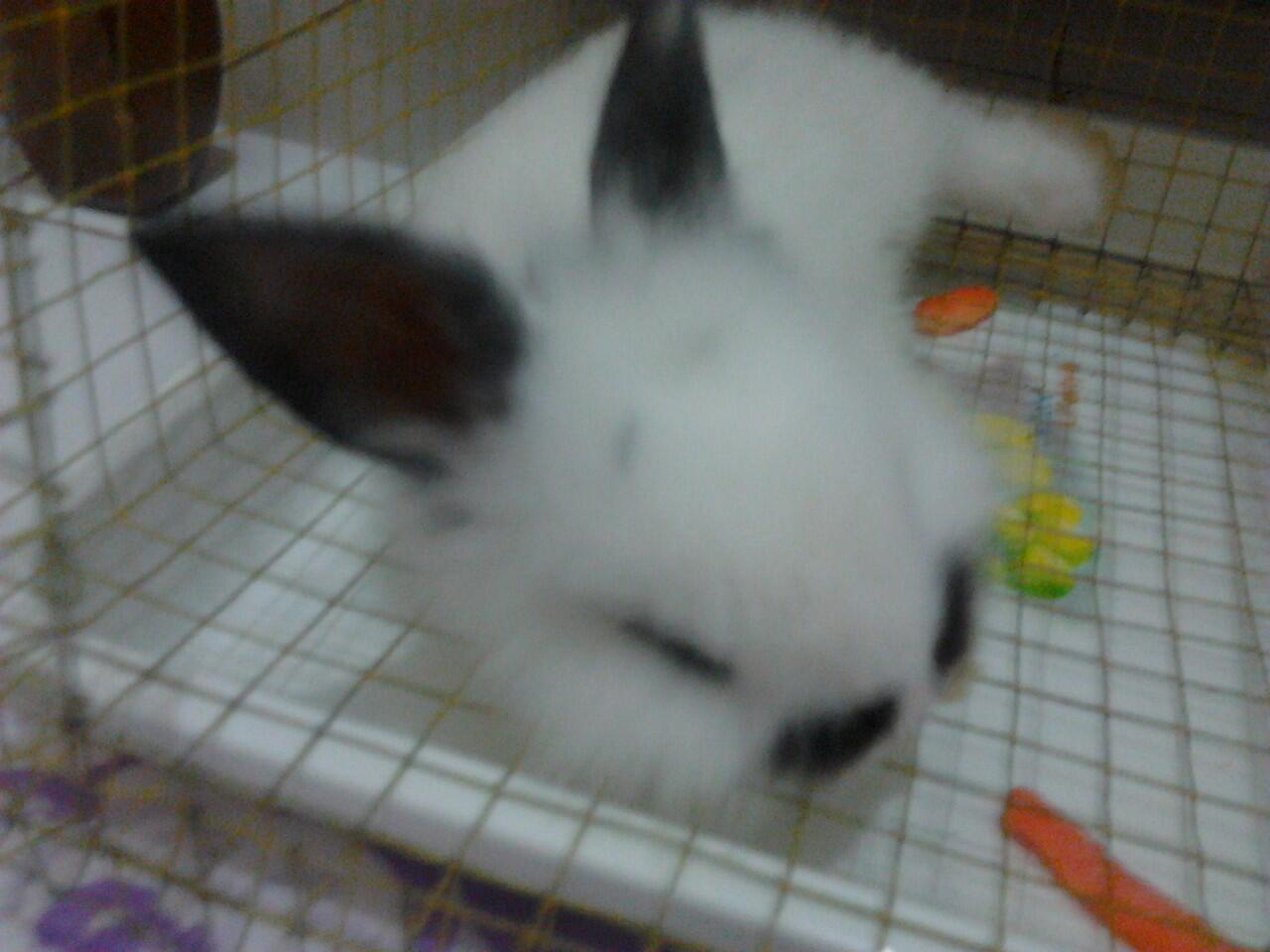 Mengenang seekor kelinci