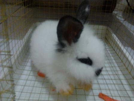 Mengenang seekor kelinci