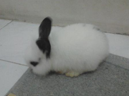 Mengenang seekor kelinci