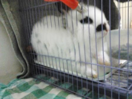 Mengenang seekor kelinci