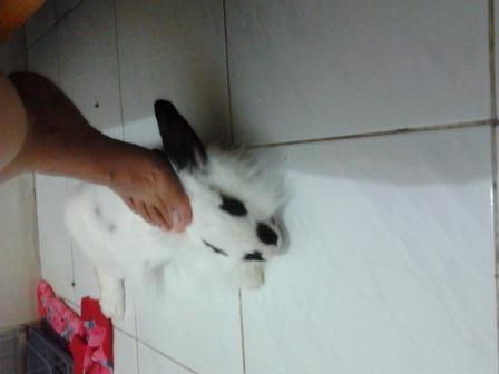 Mengenang seekor kelinci
