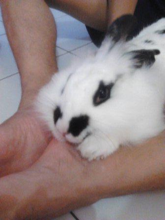 Mengenang seekor kelinci