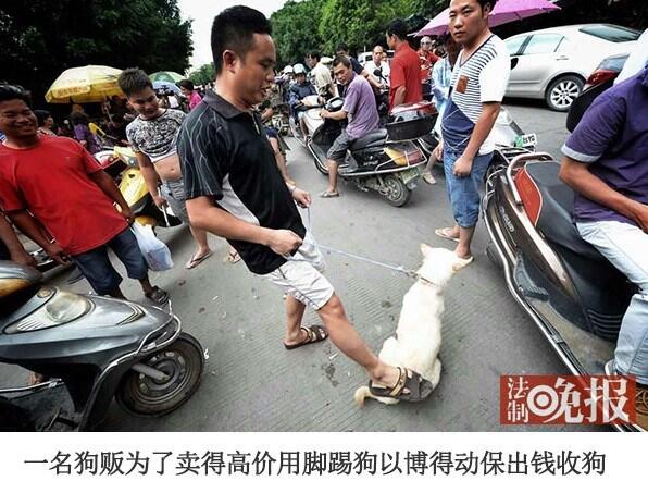 Trik Kotor, Penjual Siksa Anjing Agar Dibeli Pecinta Anjing