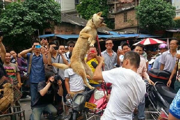 Trik Kotor, Penjual Siksa Anjing Agar Dibeli Pecinta Anjing