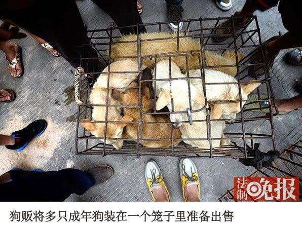 Trik Kotor, Penjual Siksa Anjing Agar Dibeli Pecinta Anjing